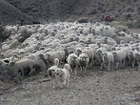 Dogs with sheep  Sheep on the road
